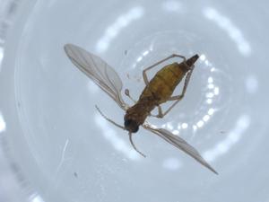  ( - BIOUG54365-G09)  @12 [ ] CreativeCommons - Attribution (2020) Centre for Biodiversity Genomics Centre for Biodiversity Genomics