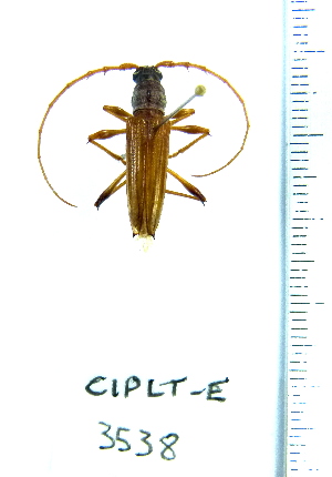  ( - CIPLT-E-3538)  @11 [ ] Copyright (2015) Stefan Harrison Para la Tierra