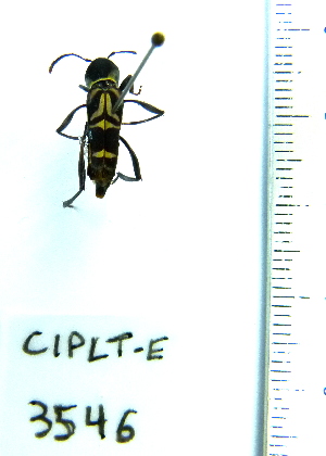  ( - CIPLT-E-3546)  @11 [ ] Copyright (2015) Stefan Harrison Para la Tierra