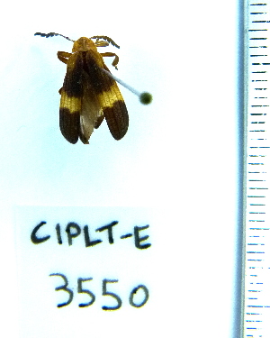  ( - CIPLT-E-3550)  @11 [ ] Copyright (2015) Stefan Harrison Para la Tierra