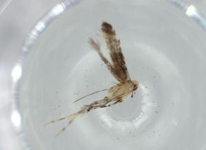  ( - BIOUG61659-E04)  @11 [ ] CreativeCommons - Attribution (2020) Centre for Biodiversity Genomics Centre for Biodiversity Genomics