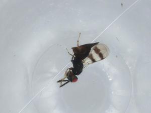  ( - BIOUG61514-F08)  @11 [ ] CreativeCommons - Attribution (2020) Centre for Biodiversity Genomics Centre for Biodiversity Genomics