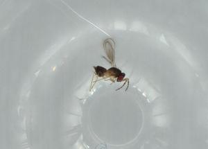  ( - BIOUG61702-G01)  @11 [ ] CreativeCommons - Attribution (2020) Centre for Biodiversity Genomics Centre for Biodiversity Genomics