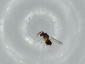  ( - BIOUG61703-B09)  @11 [ ] CreativeCommons - Attribution (2020) Centre for Biodiversity Genomics Centre for Biodiversity Genomics