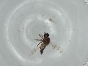  ( - BIOUG61726-A08)  @11 [ ] CreativeCommons - Attribution (2020) Centre for Biodiversity Genomics Centre for Biodiversity Genomics