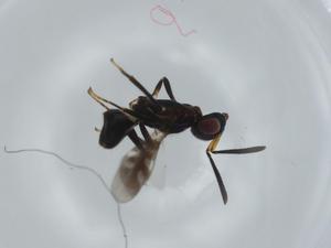  ( - BIOUG61318-G05)  @11 [ ] CreativeCommons - Attribution (2020) Centre for Biodiversity Genomics Centre for Biodiversity Genomics