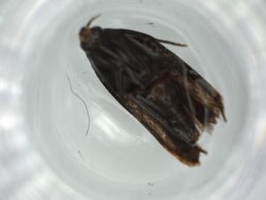  ( - BIOUG59395-B12)  @11 [ ] CreativeCommons - Attribution (2020) Centre for Biodiversity Genomics Centre for Biodiversity Genomics