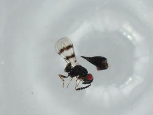  ( - BIOUG62127-G10)  @11 [ ] CreativeCommons - Attribution (2020) Centre for Biodiversity Genomics Centre for Biodiversity Genomics