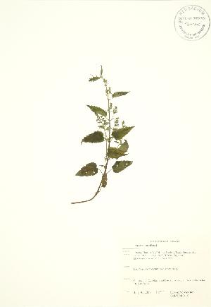  ( - SNEW043a_C)  @11 [ ] Copyright (2009) Steven Newmaster University of Guelph BIO Herbarium