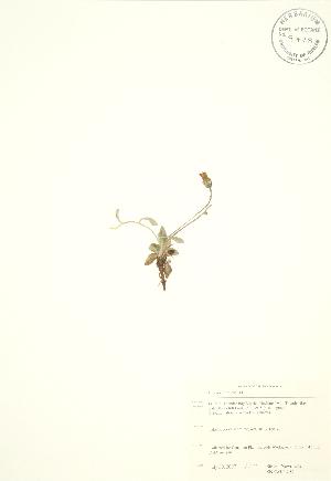  ( - SNEW042_C)  @11 [ ] Copyright (2009) Steven Newmaster University of Guelph BIO Herbarium