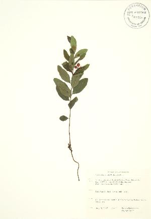  ( - SNEW026_C)  @11 [ ] Copyright (2009) Steven Newmaster University of Guelph BIO Herbarium