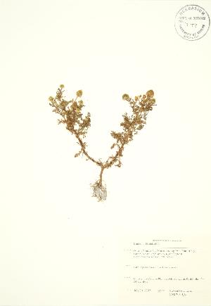  ( - SNEW014_C)  @11 [ ] Copyright (2009) Steven Newmaster University of Guelph BIO Herbarium