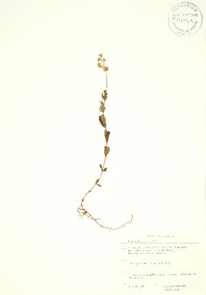  ( - SNEW036_C)  @11 [ ] Copyright (2009) Steven Newmaster University of Guelph BIO Herbarium