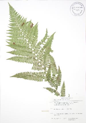  ( - SNEW003_C)  @11 [ ] Copyright (2009) Steven Newmaster University of Guelph BIO Herbarium