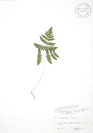  ( - SNEW007_C)  @11 [ ] Copyright (2009) Steven Newmaster University of Guelph BIO Herbarium