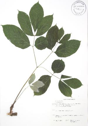 ( - SNEW008_C)  @11 [ ] Copyright (2009) Steven Newmaster University of Guelph BIO Herbarium