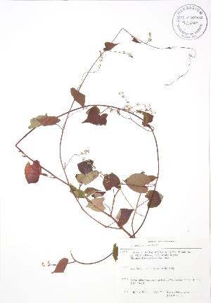  ( - SNEW031_C)  @11 [ ] Copyright (2009) Steven Newmaster University of Guelph BIO Herbarium