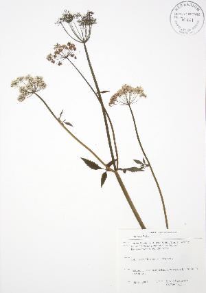  (Sium - SNEW048_C)  @11 [ ] Copyright (2009) Steven Newmaster University of Guelph BIO Herbarium