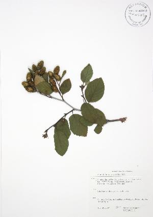  ( - SNEW058_C)  @11 [ ] Copyright (2009) Steven Newmaster University of Guelph BIO Herbarium