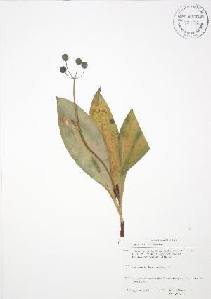  ( - SNEW061_C)  @11 [ ] Copyright (2009) Steven Newmaster University of Guelph BIO Herbarium