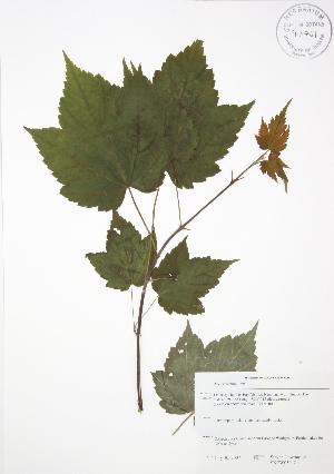  ( - SNEW050_C)  @13 [ ] Copyright (2009) Steven Newmaster University of Guelph BIO Herbarium