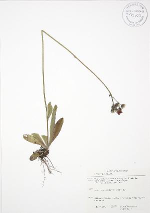  ( - SNEW051_C)  @11 [ ] Copyright (2009) Steven Newmaster University of Guelph BIO Herbarium
