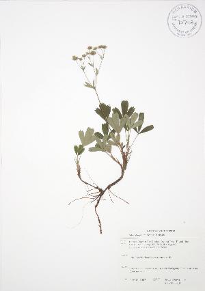  (Sibbaldiopsis - SNEW053_C)  @11 [ ] Copyright (2009) Steven Newmaster University of Guelph BIO Herbarium