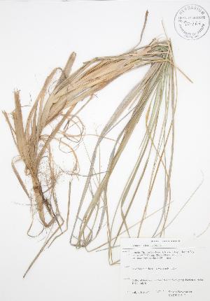  (Ammophila breviligulata - SNEW015_C)  @11 [ ] Copyright (2009) Steven Newmaster University of Guelph BIO Herbarium
