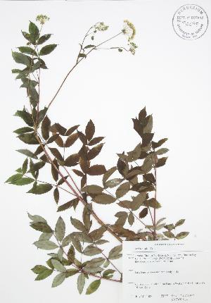  ( - SNEW010_C)  @11 [ ] Copyright (2009) Steven Newmaster University of Guelph BIO Herbarium