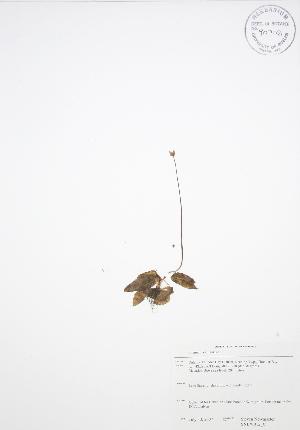  ( - SNEW012_C)  @11 [ ] Copyright (2009) Steven Newmaster University of Guelph BIO Herbarium