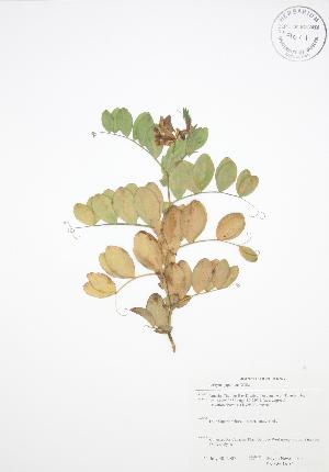  ( - SNEW016_C)  @11 [ ] Copyright (2009) Steven Newmaster University of Guelph BIO Herbarium