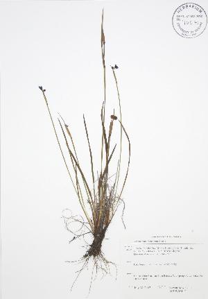  ( - SNEW024_C)  @11 [ ] Copyright (2009) Steven Newmaster University of Guelph BIO Herbarium