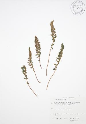  ( - SNEW029_C)  @11 [ ] Copyright (2009) Steven Newmaster University of Guelph BIO Herbarium