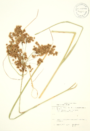  ( - JK 032)  @11 [ ] Copyright (2009) Steven Newmaster University of Guelph BIO Herbarium