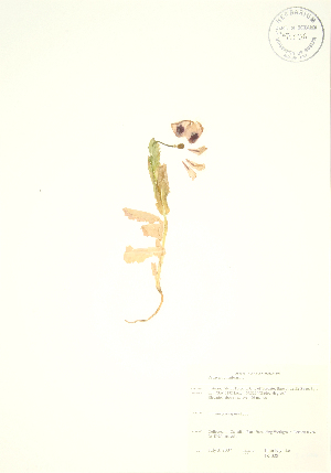  (Papaver somniferum - JK 028)  @11 [ ] Copyright (2009) Steven Newmaster University of Guelph BIO Herbarium