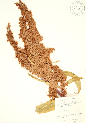  ( - JK 026)  @11 [ ] Copyright (2009) Steven Newmaster University of Guelph BIO Herbarium