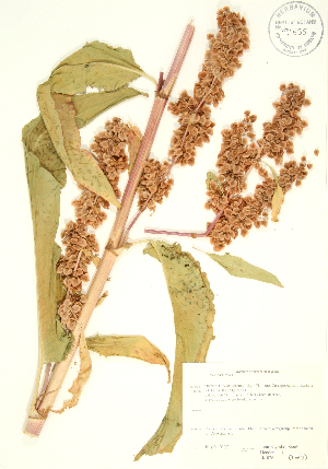  (Rumex patientia - JK 026)  @11 [ ] Copyright (2009) Steven Newmaster University of Guelph BIO Herbarium
