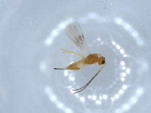  ( - BIOUG54677-G06)  @11 [ ] CreativeCommons - Attribution (2020) Centre for Biodiversity Genomics Centre for Biodiversity Genomics