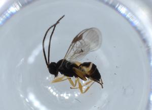  (Glyptapanteles Malaise8087 - BIOUG55902-B10)  @11 [ ] CreativeCommons - Attribution (2020) Centre for Biodiversity Genomics Centre for Biodiversity Genomics