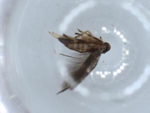  ( - BIOUG55906-D06)  @11 [ ] CreativeCommons - Attribution (2020) Centre for Biodiversity Genomics Centre for Biodiversity Genomics