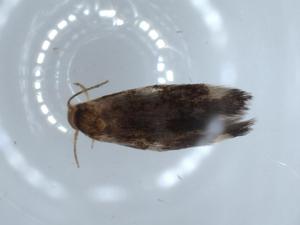  ( - BIOUG55906-A08)  @11 [ ] CreativeCommons - Attribution (2020) Centre for Biodiversity Genomics Centre for Biodiversity Genomics