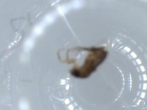  ( - BIOUG55908-H03)  @11 [ ] CreativeCommons - Attribution (2020) Centre for Biodiversity Genomics Centre for Biodiversity Genomics