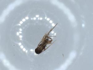  ( - BIOUG55910-D11)  @11 [ ] CreativeCommons - Attribution (2020) Centre for Biodiversity Genomics Centre for Biodiversity Genomics