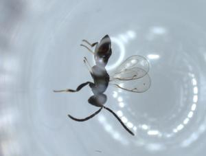  ( - BIOUG54378-H02)  @12 [ ] CreativeCommons - Attribution (2020) Centre for Biodiversity Genomics Centre for Biodiversity Genomics