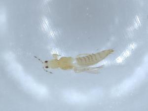  ( - BIOUG54379-D12)  @11 [ ] CreativeCommons - Attribution (2020) Centre for Biodiversity Genomics Centre for Biodiversity Genomics