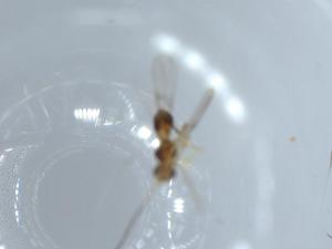  ( - BIOUG54393-A02)  @11 [ ] CreativeCommons - Attribution (2020) Centre for Biodiversity Genomics Centre for Biodiversity Genomics