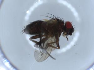  ( - BIOUG55938-F11)  @11 [ ] CreativeCommons - Attribution (2020) Centre for Biodiversity Genomics Centre for Biodiversity Genomics