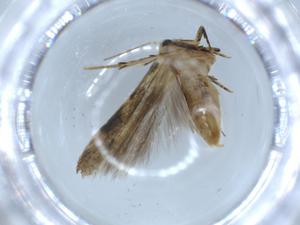  ( - BIOUG55944-C12)  @11 [ ] CreativeCommons - Attribution (2020) Centre for Biodiversity Genomics Centre for Biodiversity Genomics