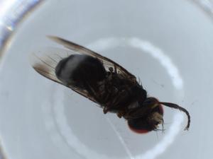  ( - BIOUG55946-A10)  @11 [ ] CreativeCommons - Attribution (2020) Centre for Biodiversity Genomics Centre for Biodiversity Genomics