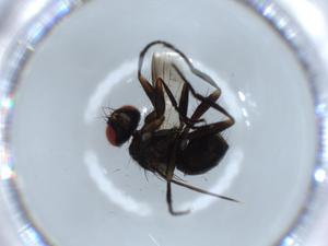  ( - BIOUG55946-B11)  @11 [ ] CreativeCommons - Attribution (2020) Centre for Biodiversity Genomics Centre for Biodiversity Genomics